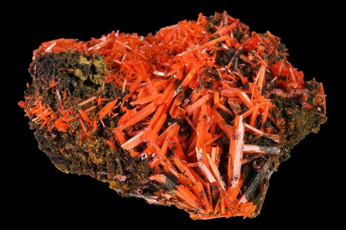Bright Orange Crocoite Crystal Cluster - Tasmania #171672